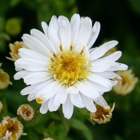 Aster dumosus 'Schneekissen' P9 - afbeelding 4