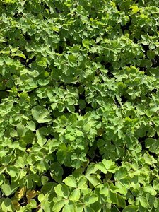 Aquilegia 'Nora Barlow' P9 - afbeelding 1