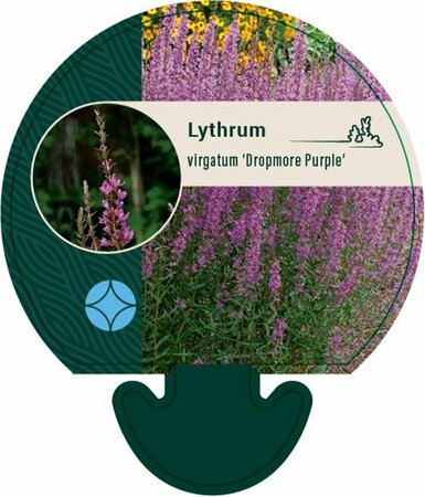 Lythrum virgatum 'Dropmore Purple' P9