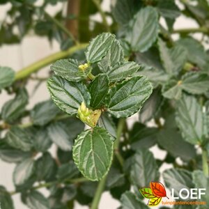 Ceanothus thyrsiflorus repens 30/40 C. - afbeelding 1