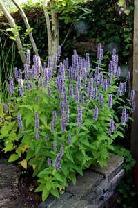 Agastache 'Blue Fortune' P9 - afbeelding 1