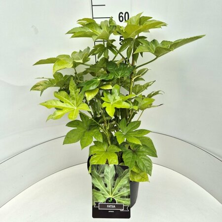Fatsia japonica 60/80 C. - afbeelding 3