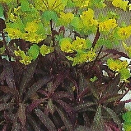 Euphorbia amygdaloides 'Purpurea' C2 - afbeelding 2