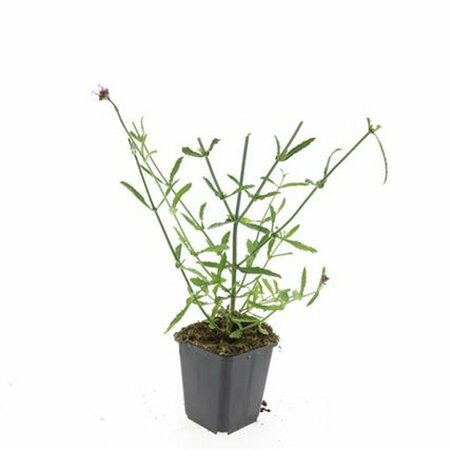 Verbena bonariensis P9 - afbeelding 11