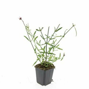 Verbena bonariensis P9 - afbeelding 11