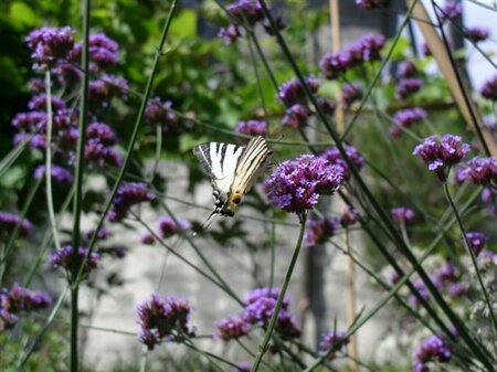 Verbena bonariensis P9 - afbeelding 4