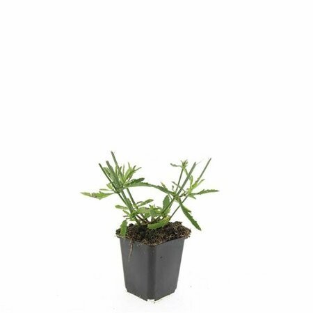 Verbena bonariensis P9 - afbeelding 2