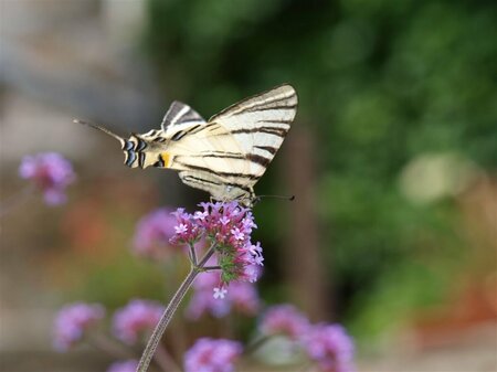 Verbena bonariensis P9 - afbeelding 5
