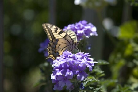Verbena bonariensis P9 - afbeelding 6