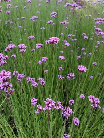 Verbena bonariensis P9 - afbeelding 19