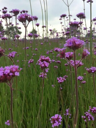 Verbena bonariensis P9 - afbeelding 20