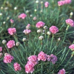 Armeria maritima 'Splendens' P9 - afbeelding 2