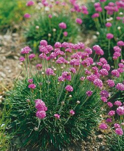Armeria maritima 'Splendens' P9 - afbeelding 3