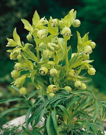 Helleborus foetidus P9 - afbeelding 3