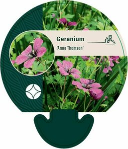 Geranium 'Anne Thomson' P9 - afbeelding 5