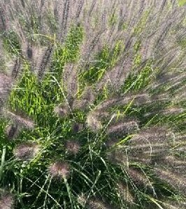 Pennisetum alopecuroides 'Black Beauty' P9