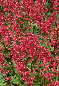 Heuchera 'Paris' P9 - afbeelding 4