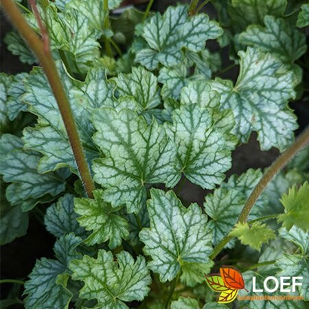 Heuchera 'Paris' P9 - afbeelding 1