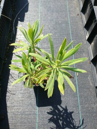 Euphorbia characias wulfenii P9 - afbeelding 8