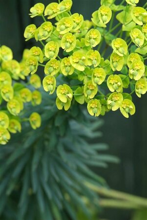 Euphorbia characias wulfenii P9 - afbeelding 7