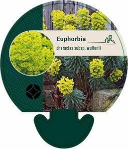 Euphorbia characias wulfenii P9 - afbeelding 3