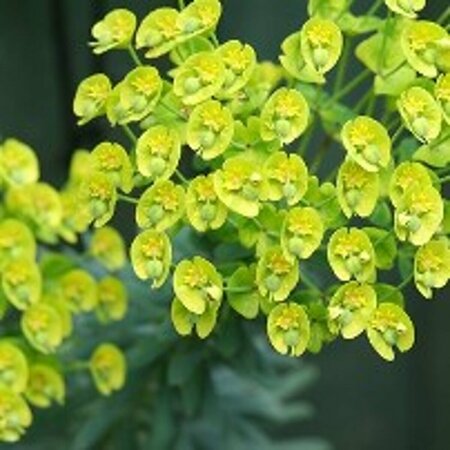 Euphorbia characias wulfenii P9 - afbeelding 5