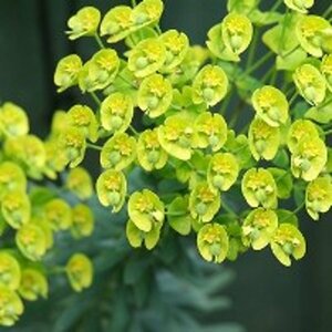 Euphorbia characias wulfenii P9 - afbeelding 5