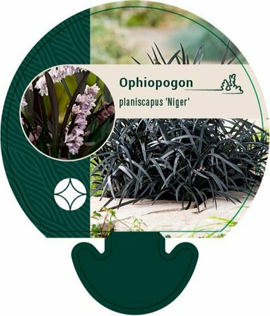 Ophiopogon planiscapus 'Niger' C2 - afbeelding 3
