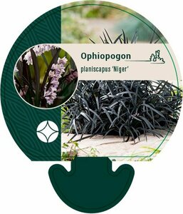 Ophiopogon planiscapus 'Niger' C2 - afbeelding 3