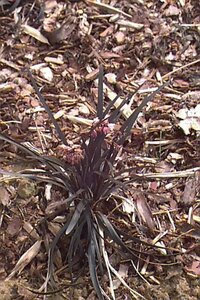 Ophiopogon planiscapus 'Niger' C2 - afbeelding 1