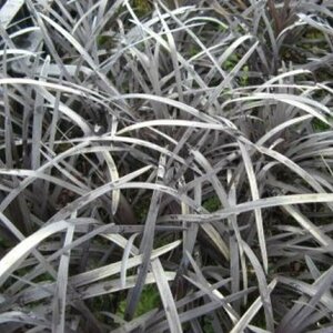 Ophiopogon planiscapus 'Niger' C2 - afbeelding 6