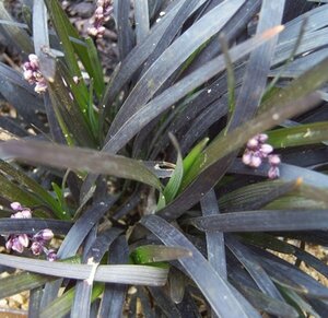 Ophiopogon planiscapus 'Niger' C2 - afbeelding 7