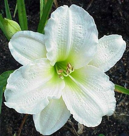 Hemerocallis 'Gentle Shepherd' C4 - afbeelding 3