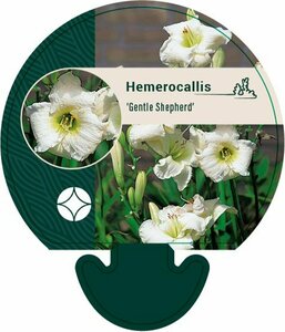 Hemerocallis 'Gentle Shepherd' C4 - afbeelding 2