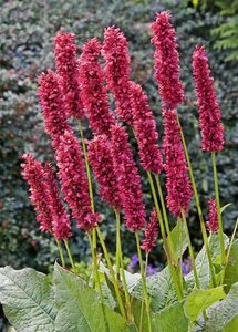 Persicaria amplexicaulis 'Fat Domino' P9 - afbeelding 4