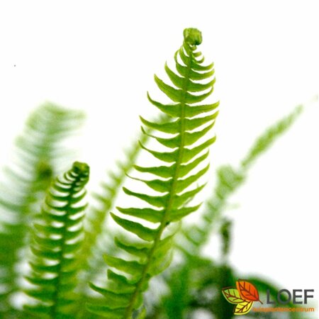 Blechnum spicant P9 - afbeelding 1