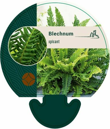 Blechnum spicant P9 - afbeelding 5
