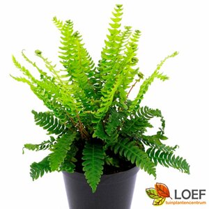 Blechnum spicant P9 - afbeelding 2
