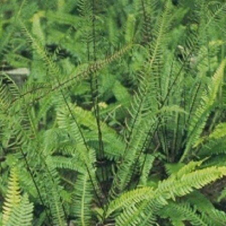 Blechnum spicant P9 - afbeelding 9