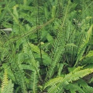 Blechnum spicant P9 - afbeelding 9