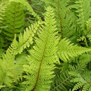 Polystichum setiferum P9 - afbeelding 4