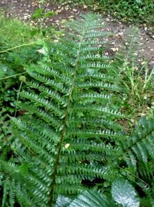 Polystichum setiferum P9 - afbeelding 7