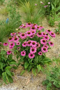 Echinacea purpurea 'Powwow Wild Berry' P9 - afbeelding 6