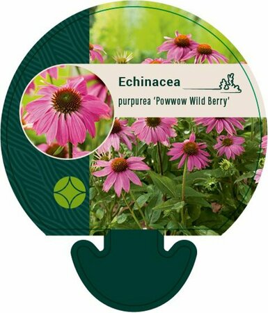 Echinacea purpurea 'Powwow Wild Berry' P9 - afbeelding 1