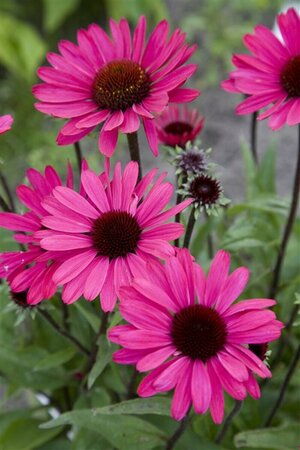 Echinacea purpurea 'Powwow Wild Berry' P9 - afbeelding 3