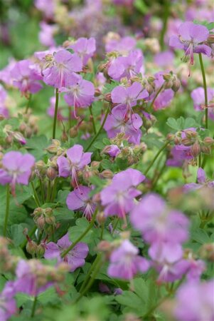 Geranium cantabrigiense 'Cambridge' P9 - afbeelding 5