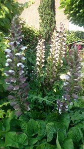 Acanthus hungaricus 'White Lips' P9 - afbeelding 3