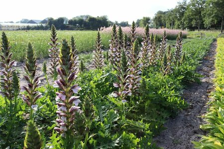 Acanthus hungaricus 'White Lips' P9 - afbeelding 2