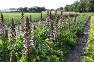 Acanthus hungaricus 'White Lips' P9 - afbeelding 2