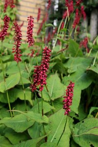 Persicaria amplexicaulis 'Taurus' P9 - afbeelding 1